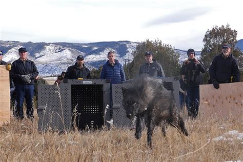 colorado releases gray wolves